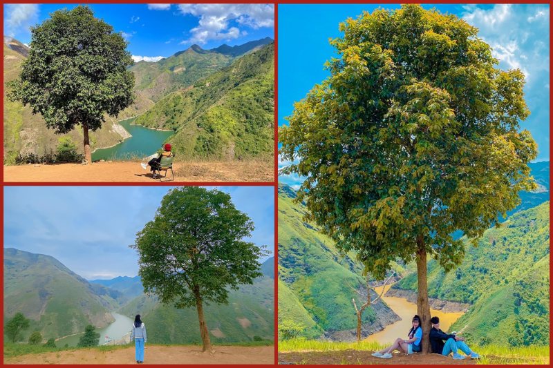 The Lonely Tree in Ta Xua